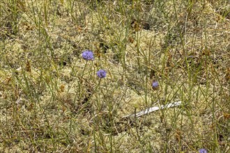 Detail, moss, purple flowers, circular hiking trail, nature reserve, Darßer Ort, Born a. Darß,