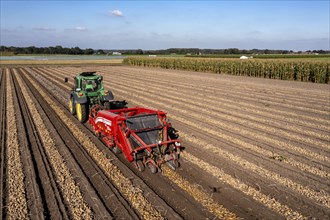 Potato harvest, so-called split harvesting method, first the tubers are taken out of the ground