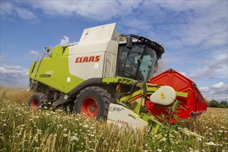 Grain harvest in the Rhein-Pfalz district near Mutterstadt