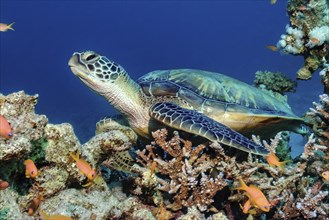 Green turtle (Chelonia mydas) green turtle sleeping sits with half-closed eyes on coral in coral