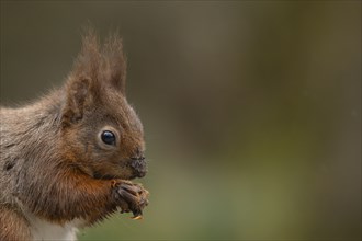 Red squirrel (Sciurus vulgaris) adult animal eating a nut, Yorkshire, England, United Kingdom,