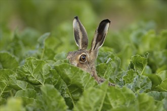 Brown hare (Lepus europaeus) adult animal in a farmland sugar beet field in the summer, Suffolk,