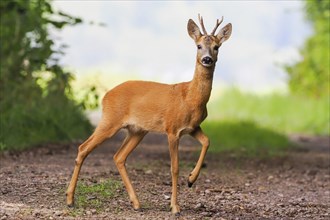 A european roe deer (Capreolus capreolus) with raised leg stands on a forest path and looks into