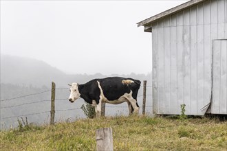 Cow stands next to a barn, Road W-254, Chiloe, Chile, South America