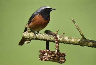 Common redstart (phoenicurus phoenicurus) on a branch, Germany, Europe