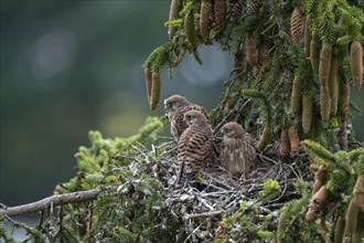 Common kestrel (Falco tinnunculus), young birds not yet ready to fly in the nest,