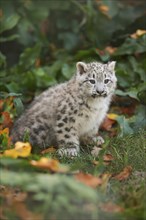 Snow leopard (Panthera uncia) or (Uncia uncia) cute cub in a forest, captive