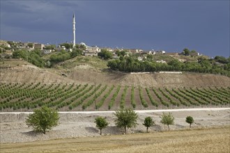 Vineyard and minaret in rural village in Anatolia, Turkey, Asia