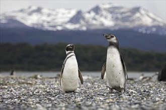 Magellanic Penguins (Spheniscus magellanicus) on Isla Yecapasela at Estancia Harberton, Ushuaia,