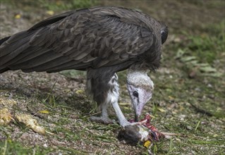 Hooded vulture (Necrosyrtes monachus) native to Africa eating dead rodent