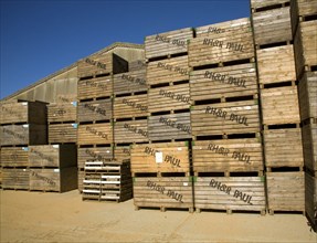 Large wooden crates used for seed potatoes stacked in farm yard, Shottisham, Suffolk, England,