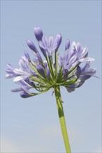 Blue lily (Agapanthus africanus), flowers, native to Africa, ornamental plant, North