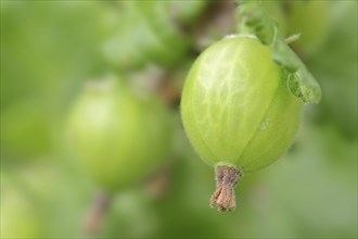 Gooseberry (Ribes uva-crispa, Ribes grossularia), fruit on the bush, North Rhine-Westphalia,