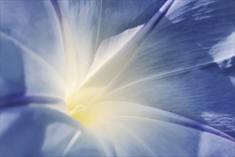 Three-colored morning glory (Ipomoea tricolor), detail of the flower, native to Mexico, ornamental