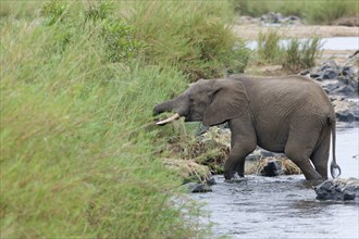 African bush elephant (Loxodonta africana), adult, in water, feeding on reeds in the bed of the