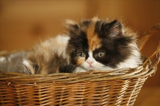 Persian cat, long-haired cat