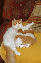 Persian cat, long-haired cat, suckling