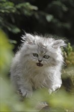 Persian cat, long-haired cat