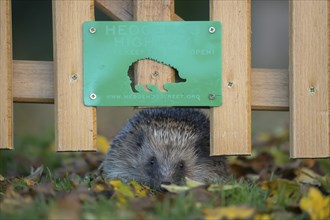 European hedgehog (Erinaceus europaeus) adult animal walking through a hole in a garden fence with