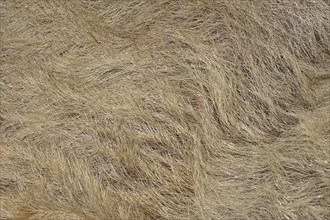 Woolly pig or Mangalica pig (Sus scrofa domesticus), fur detail, Lower Saxony, Germany, Europe