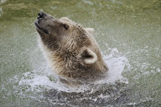 European brown bear (Ursus arctos arctos) shaking in the water, captive, Germany, Europe