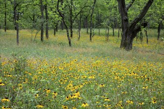 Yankee Springs Twp., Michigan, Black-Eyed Susans (Rudbeckia hirta) in a forest clearing