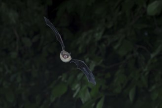 Brandt's bat (Myotis brandtii) hunting insects in front of deciduous forest, Brandenburg, Germany,