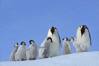 Emperor penguins, Aptenodytes forsteri, Pair with Chicks, Snow Hill Island, Antartic Peninsula,