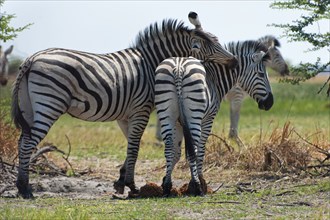 Zebras, zebra, plains zebra (Equus quagga), wild, free-living, safari, ungulate, animal,