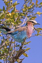 Africa, Botswana, Fork-tailed Roller, Coracias caudatus, Botswana, Africa