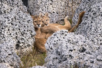 Cougar (Felis concolor patagonica) wbl. Torres del Paine NP, Chile, Torres del Paine NP, South