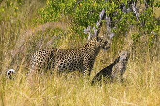 Africa, Botswana, cheetah, Acinonyx jubatus, Botswana, Botswana, Africa