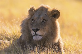 Lion (Panthera leo) Botswana, Botswana, Botswana, Africa