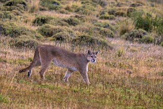 Cougar (Felis concolor patagonica) wbl. Torres del Paine NP, Chile, Torres del Paine NP, South