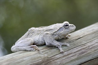 Tree frog, (Chiromantis xerampelina), sitting on wooden railing, Kwando River, Namibia, Adfrica,