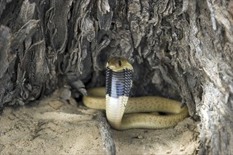 Cape Cobra, (Naja nivea), Young Cape Cobra in defence position, Cobra, Cobra, Kalahari Gemsbok NP,