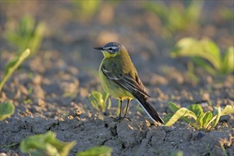 Yellow wagtail (Motacilla f. flava), Bad Dürkheim district, Rhineland-Palatinate, Germany, Europe