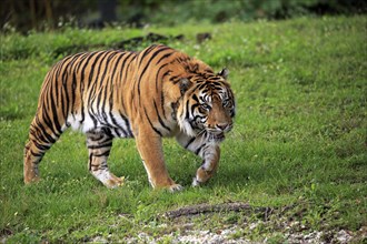 Sumatran Tiger (Panthera tigris sumatrae), adult male running, Sumatra