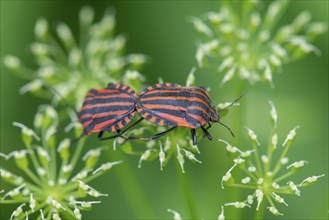 Italian striped bugs (Graphosoma italicum) mating on a flower, Bavaria, Germany, Europe