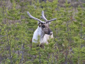 Reindeer (Rangifer tarandus), male alert, standing amongst young fir trees, with velvet on