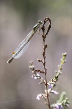 Emerald Damselfly (Lestes viridis), Emsland, Lower Saxony, Germany, Europe