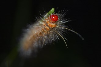 Hairy caterpillar on a stem, at night in the tropical rainforest, Refugio Nacional de Vida