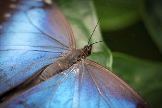 Morpho helenor, blue morpho butterfly sitting on a leaf, Alajuela province, Costa Rica, Central