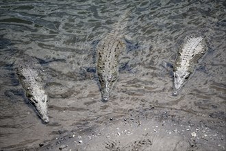 American crocodile (Crocodylus acutus) swimming in the water, from above, Rio Tarcoles, Carara