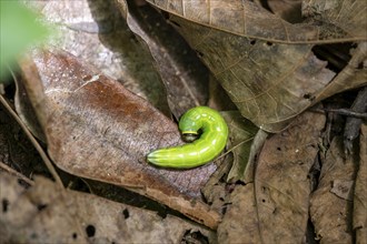 Green caterpillar in the foliage, Corcovado National Park, Osa Peninsula, Puntarena Province, Costa