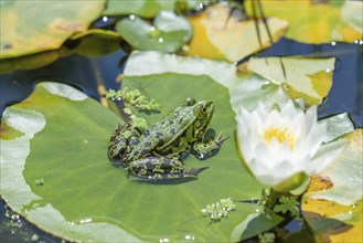 Green frog (Pelophylax esculentus) on a water lily leaf, Bavaria, Germany, Europe