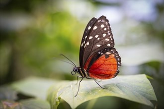 Tarricina half glasswing (Tithorea tarricina pinthias), red black butterfly sitting on a leaf,