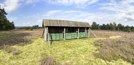 Beehives (for heather honey) in the Lüneburg Heath, Undeloh, Lower Saxony, Germany, Europe