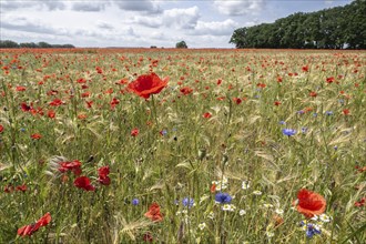 Poppy flower (Papaver rhoeas) in a grain field, Mecklenburg-Western Pomerania, Germany, Europe