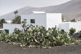 Cactus pear (Opuntia ficus-indica), Lanzarote, Canary Islands, Spain, Europe